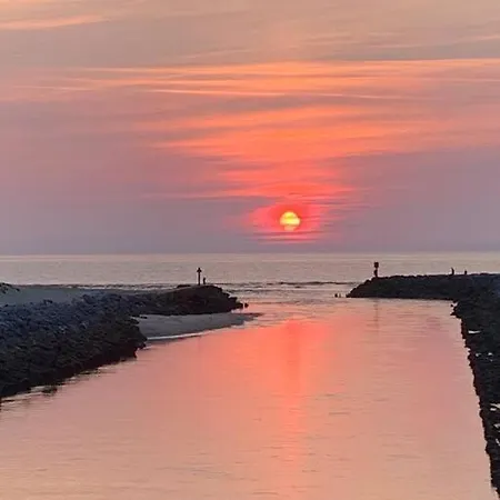 Sud Primrose Bord De Willa *