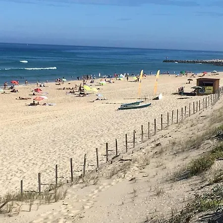 Sud Primrose Bord De *