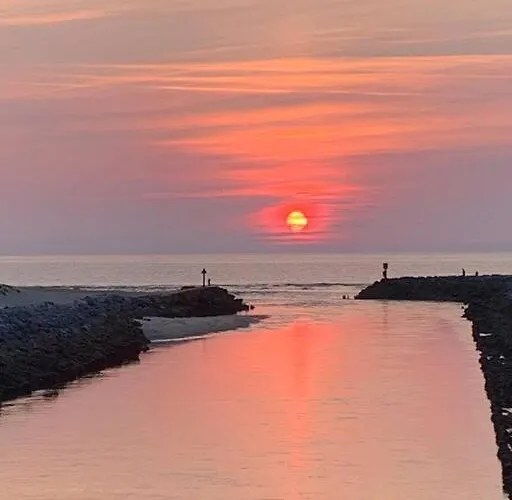 Sud Primrose Bord De Villa *