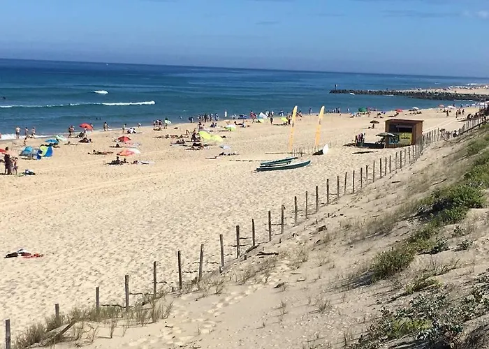 Sud Primrose Bord De *